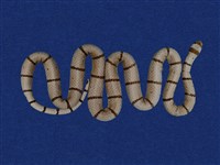 藏品(環紋赤蛇)的圖片